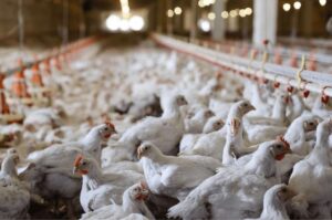 Confirman el primer caso de gripe aviar en una niña, en Ecuador