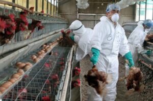 Influenza aviar: ya son  59 los casos positivos